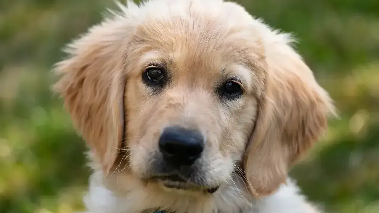 Uroczy szczeniak golden retriever z bujnymi, złotymi włosami, patrzący w obiektyw.