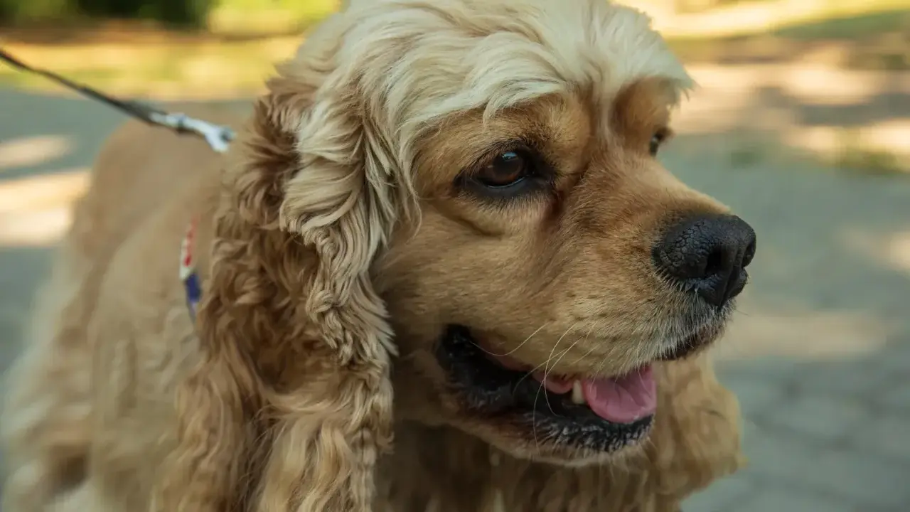 Uroczy cocker spaniel cavalier z długimi, falującymi uszami i błyszczącymi oczami, gotowy na spacer.