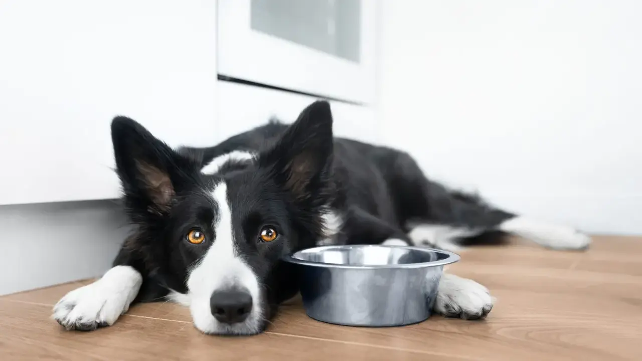 Smutny border collie krótkowłosy leży obok pustej miski, czekając na jedzenie.