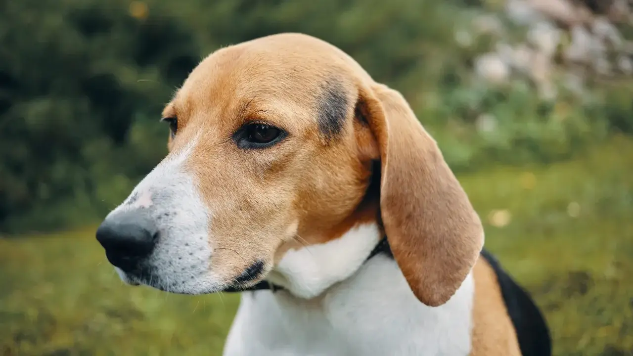 Uroczy pies rasy beagle z charakterystycznym umaszczeniem, z uwagą wpatruje się w dal.