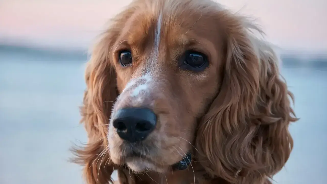 Uroczy cocker spaniel odmiany rudy z białym znaczeniem na pysku, z pofalowanymi uszami i błyszczącymi oczami.