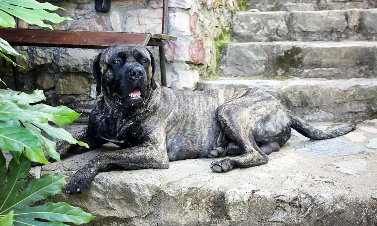 Potężny cane corso italiano leży na kamiennych schodach, odpoczywając w cieniu zielonych liści.