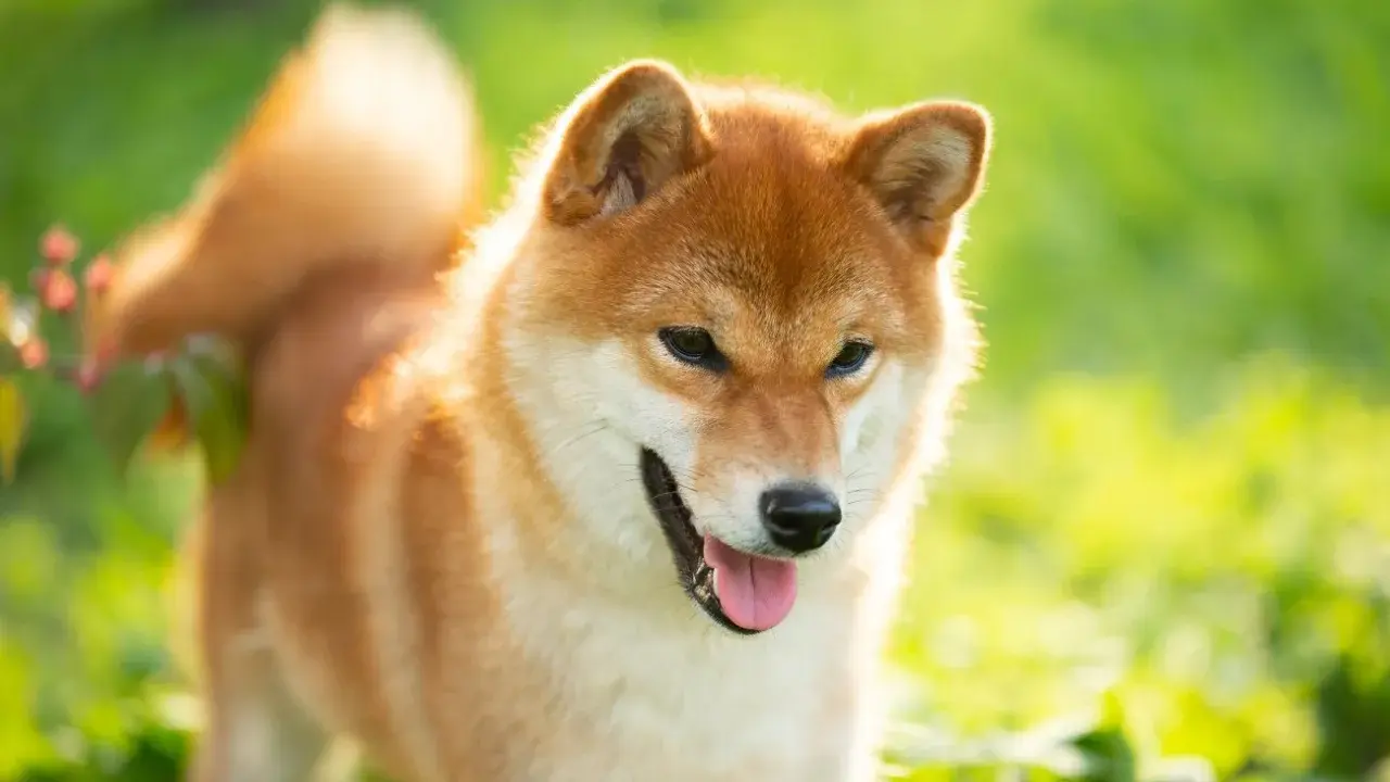 Rudy pies rasy Shiba Inu, jeden z psów średniej wielkości, cieszy się słońcem na zielonej łące.