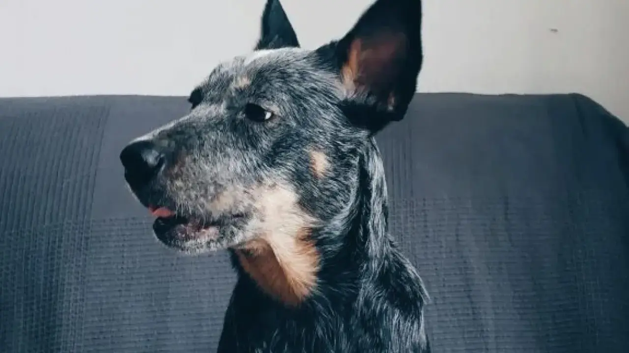 Portret australijskiego psa pasterskiego z wyrazistymi uszami, siedzącego na kanapie.