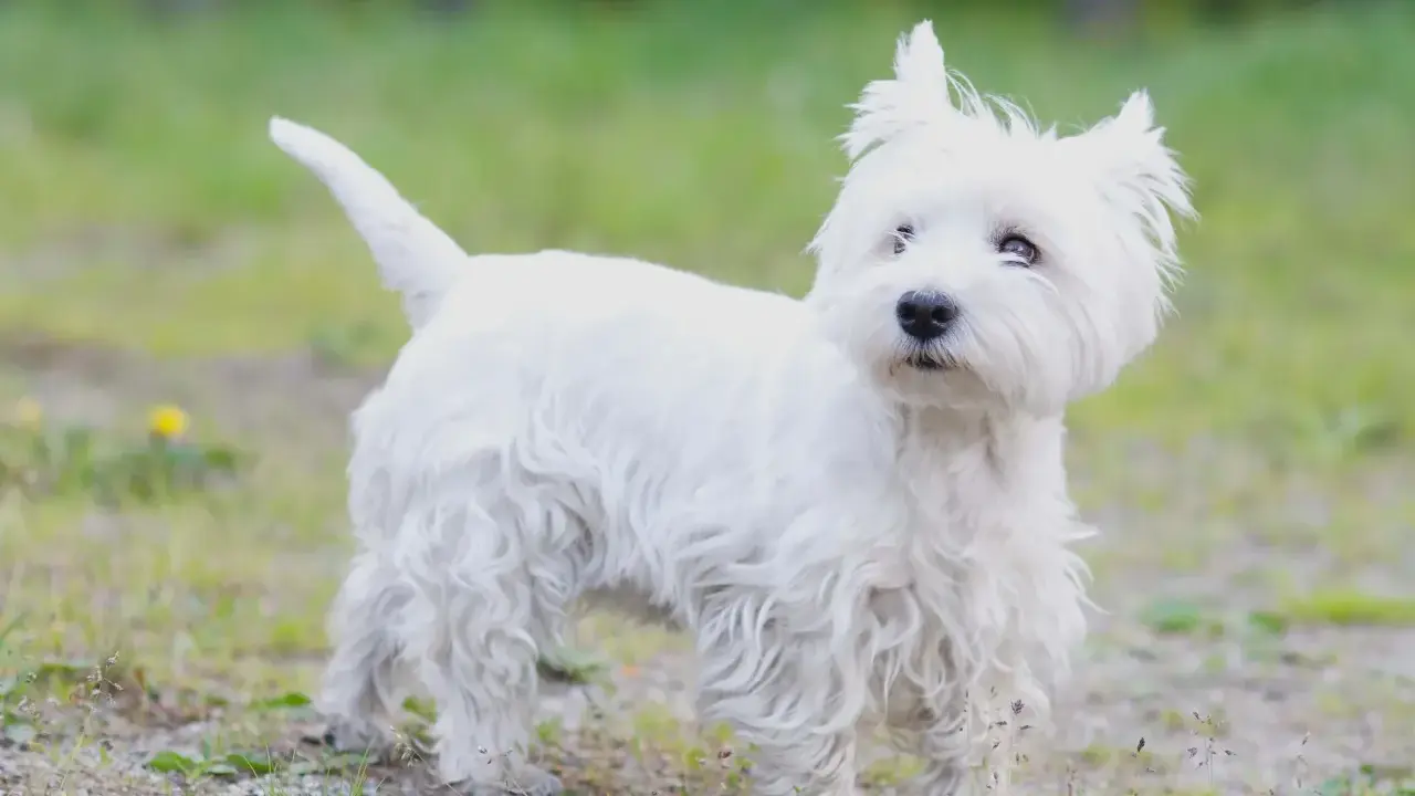 West highland white terrier usposobienie: ten biały, kudłaty piesek z pewnością ma wesołe usposobienie.
