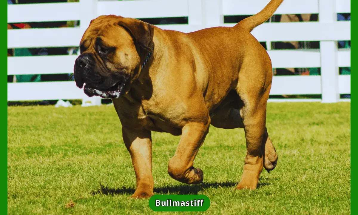 Potężny bullmastiff na trawie. Czy bullmastiff jest agresywny? Zależy od wychowania i socjalizacji, ale zazwyczaj są to psy łagodne i lojalne.