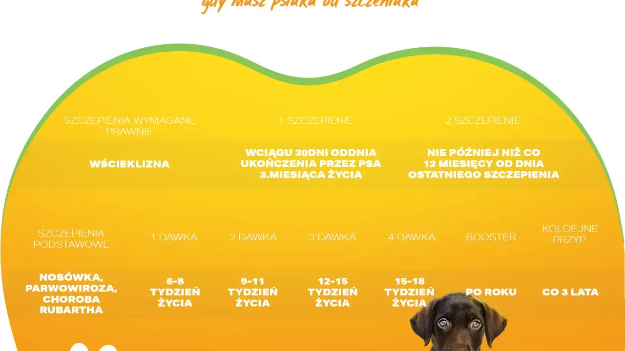 Kalendarz szczepień psa: wścieklizna co 3 lata, podstawowe co rok. Szczepienia na choroby zakaźne zaczynają się od 6-8 tygodnia życia.