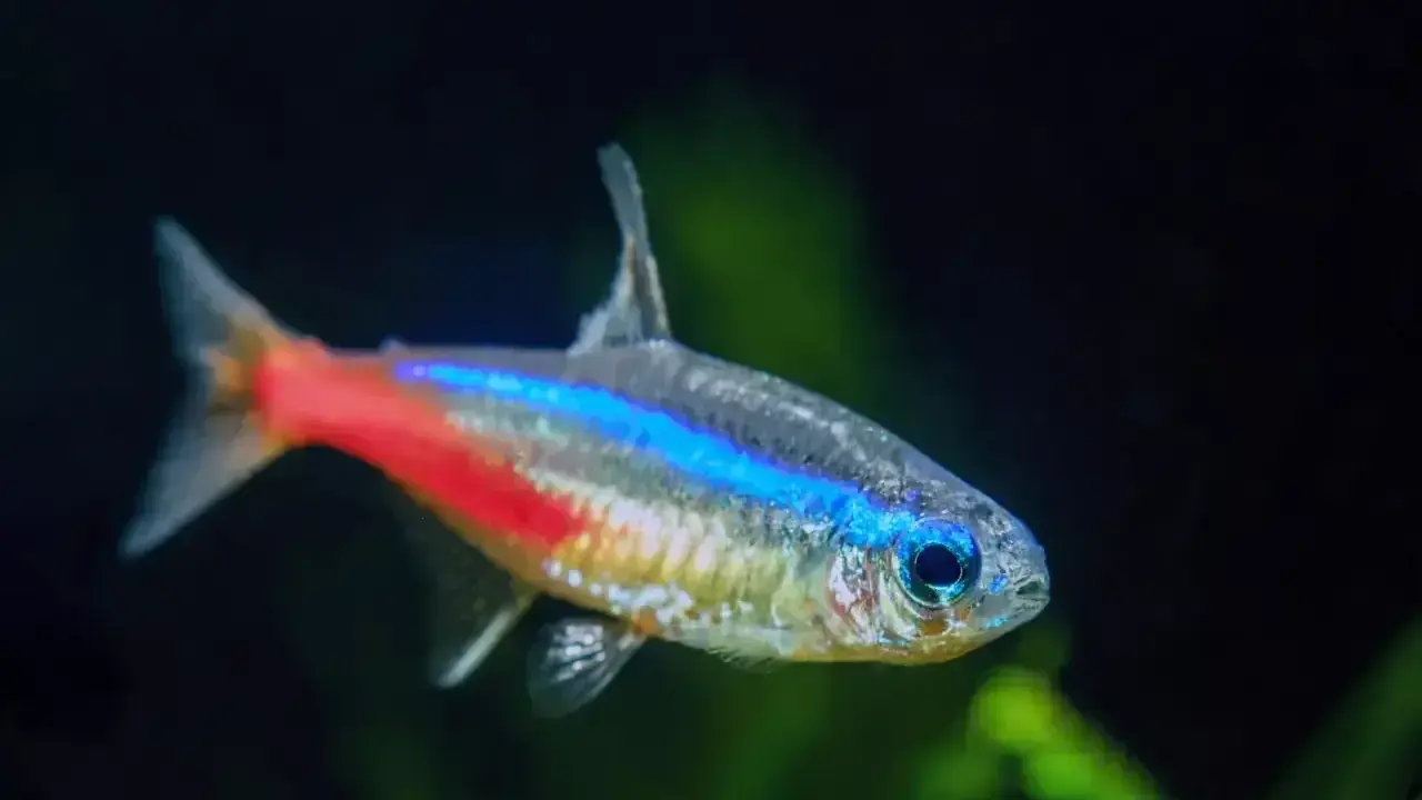 Neonowy tetra z niebiesko-czerwonym pasem. Poznaj tetra fluo wymagania, by zapewnić mu idealne warunki w akwarium.