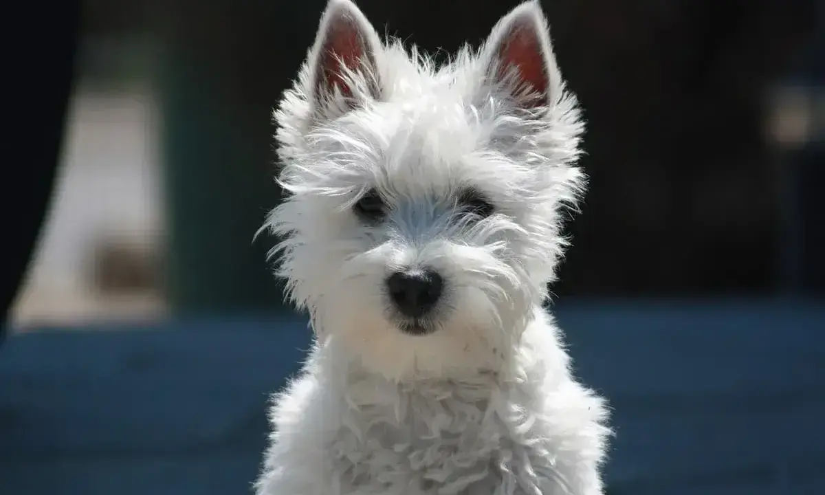 Uroczy west terrier czarny, z puszystym białym futerkiem i bystrymi oczami, patrzy wprost na Ciebie.