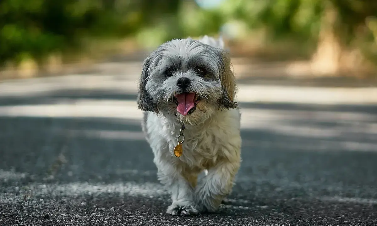 Urocze psy z włosami, Shih Tzu, biegnące po drodze, z językiem na wierzchu, wesołe i pełne energii.