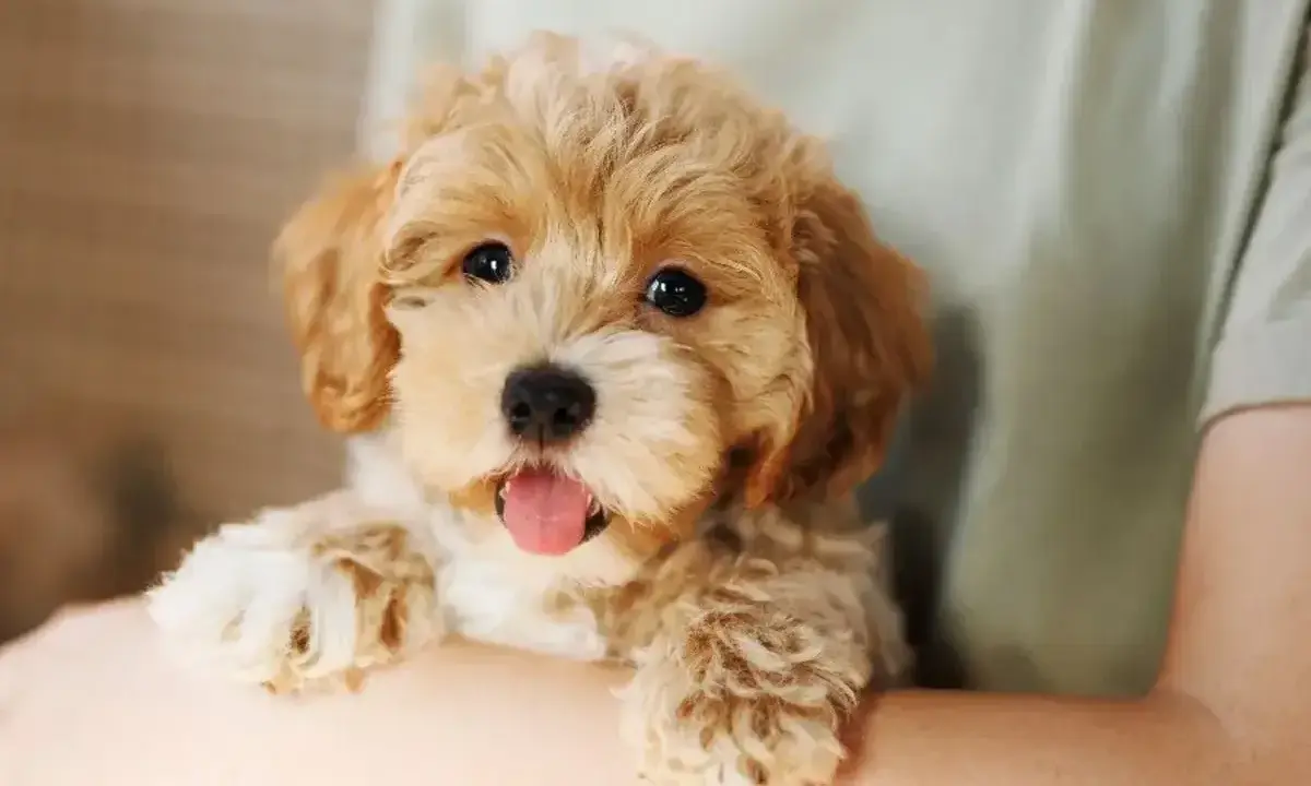 Uroczy szczeniak maltipoo z wystawionym językiem, trzymany na rękach. Zastanawiasz się, ile żyje maltipoo?