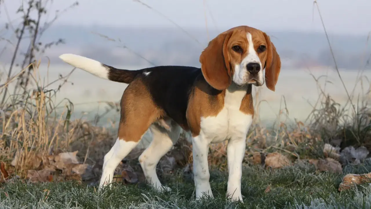 Dorosły beagle, tricolor, stoi na mroźnej trawie.