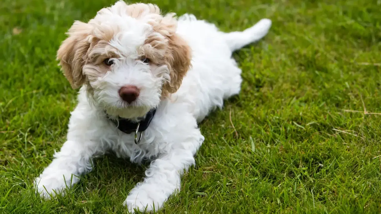 Uroczy szczeniak rasy lagotto, z pofalowaną sierścią w kolorze białym i beżowym, leży na zielonej trawie.