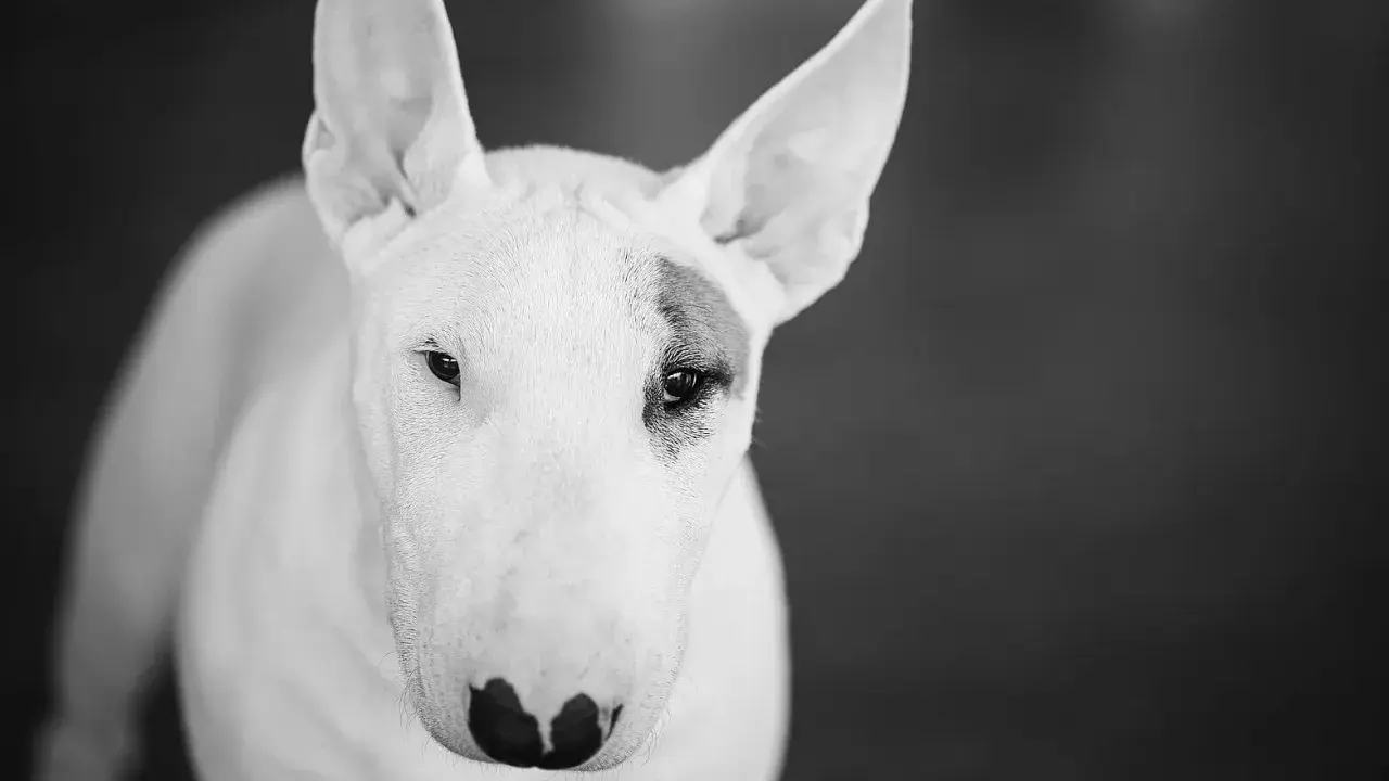 Bull terrier, pies o charakterystycznym wyglądzie, często postrzegany jako jedna z groźnych ras psów. Jego spojrzenie jest intensywne.