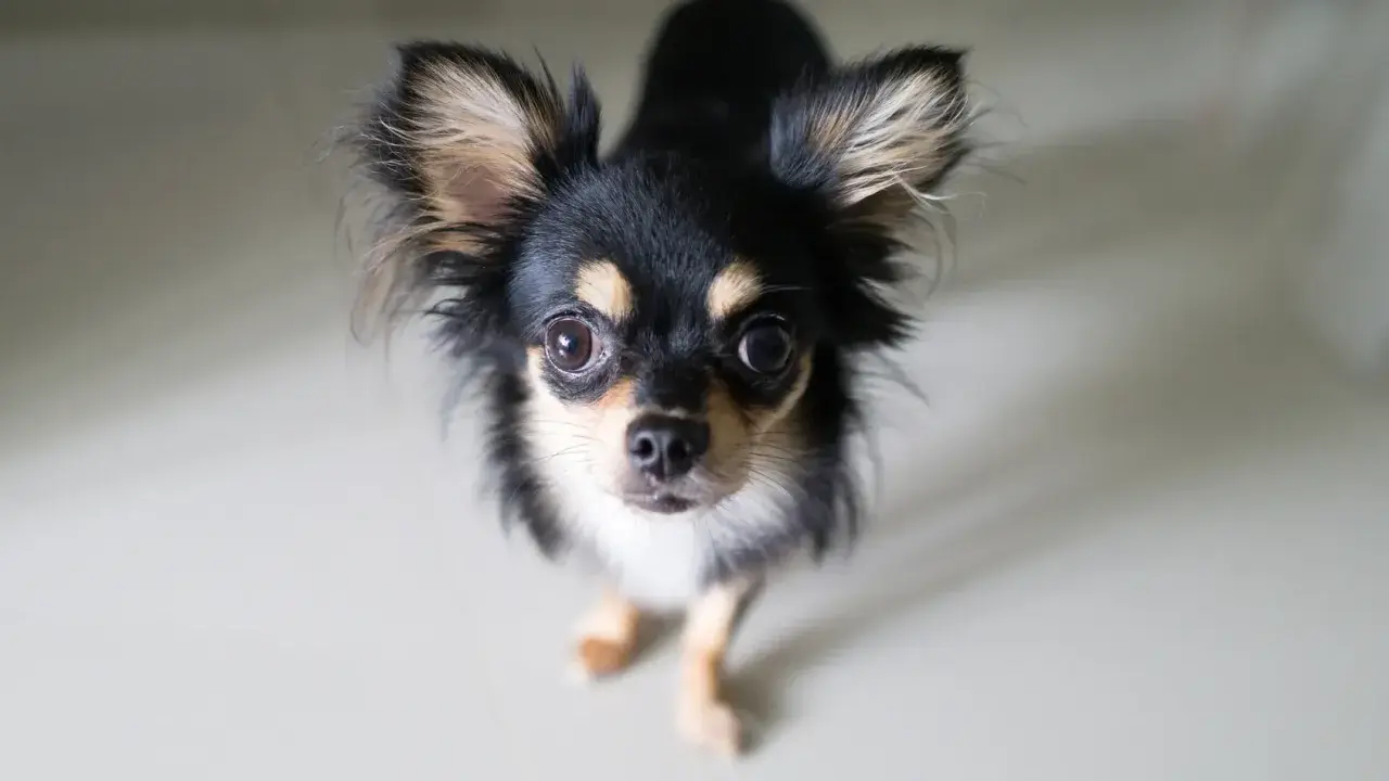 Uroczy chihuahua długowłosa, z wielkimi oczami i puszystymi uszami, patrzy w górę. Jego charakter to odwaga i przywiązanie.
