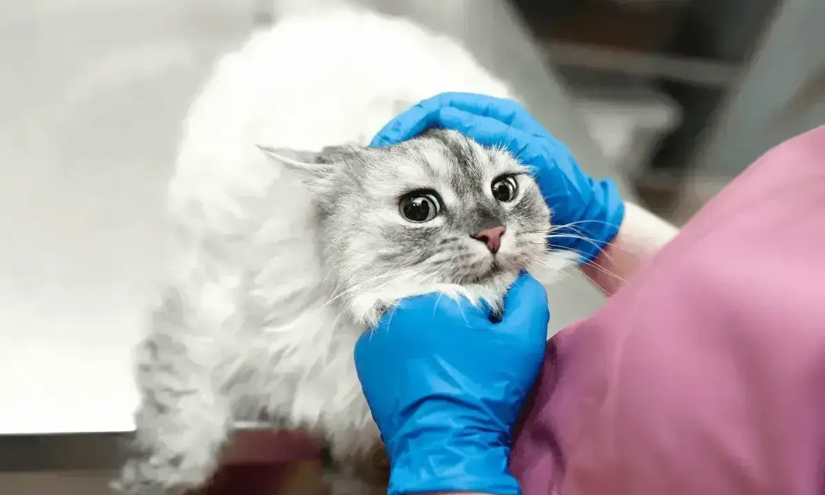 Wet, fluffy cat with wide eyes looks worried as vet checks for lupiez u kota.