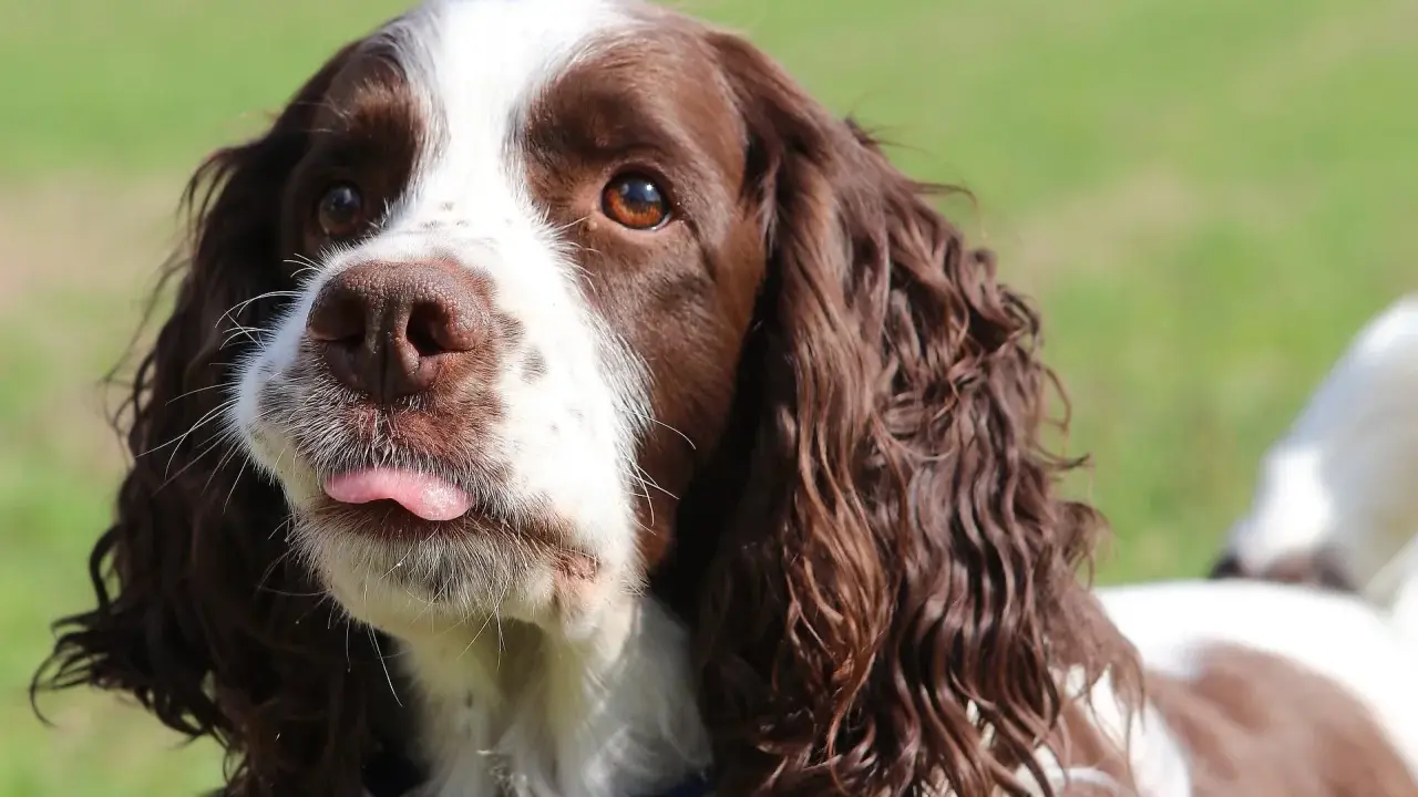 Uroczy springer spaniel angielski z wystawionym języczkiem, patrzący w bok.
