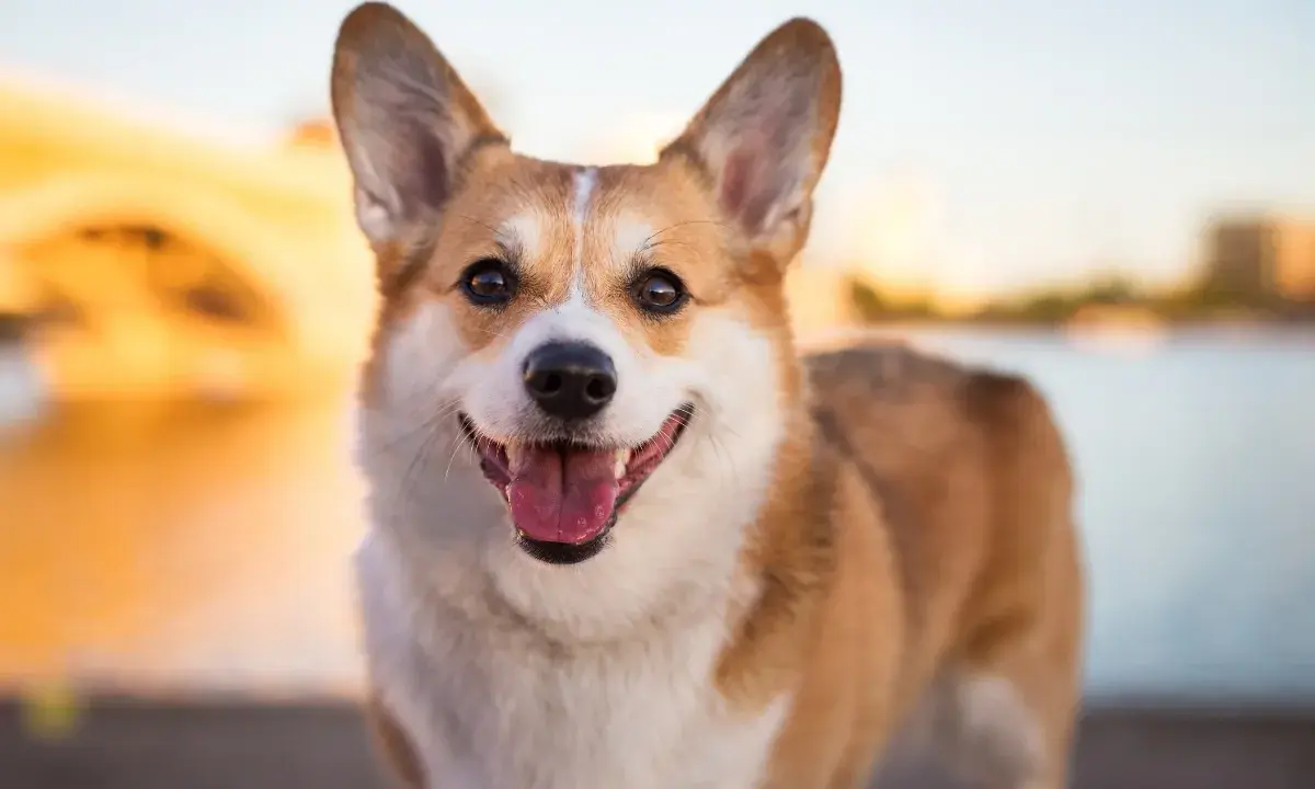 Uśmiechnięty corgi pembroke a cardigan, z uszami sterczącymi do góry, cieszy się ciepłym zachodem słońca nad wodą.