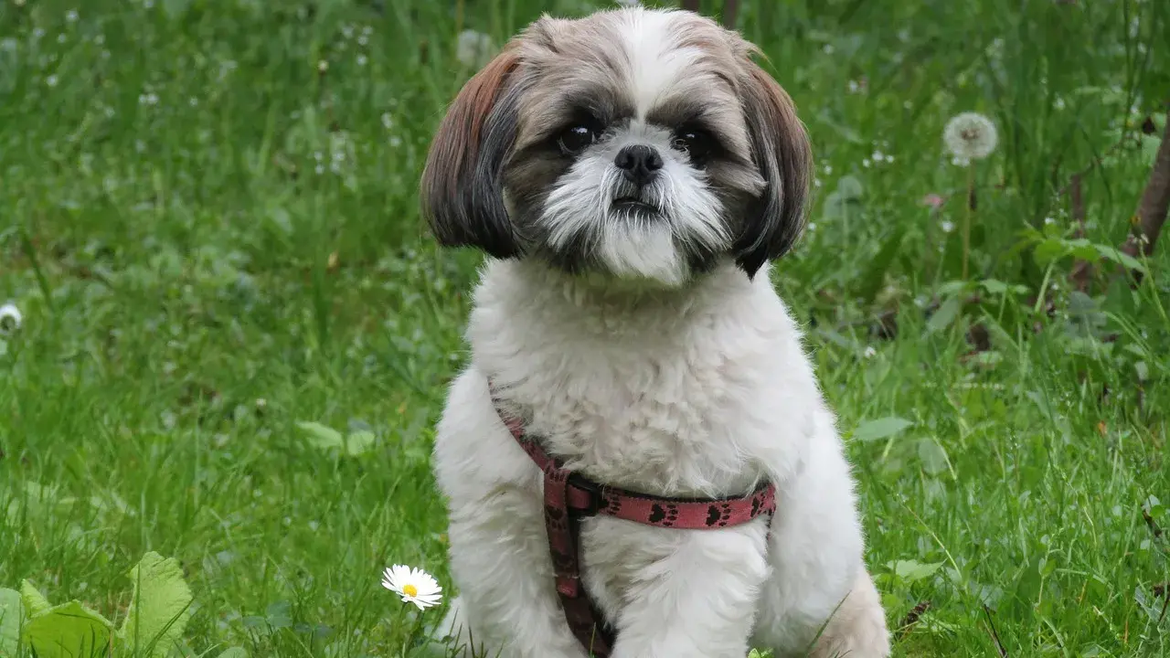 Uroczy shih tzu w czerwonej obroży siedzi na trawie. Jego waga jest idealna, by mógł cieszyć się spacerami.