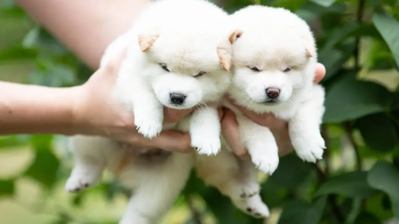 Dwa białe szczenięta rasy shiba inu z rudawymi uszkami, trzymane w dłoniach na tle zieleni.