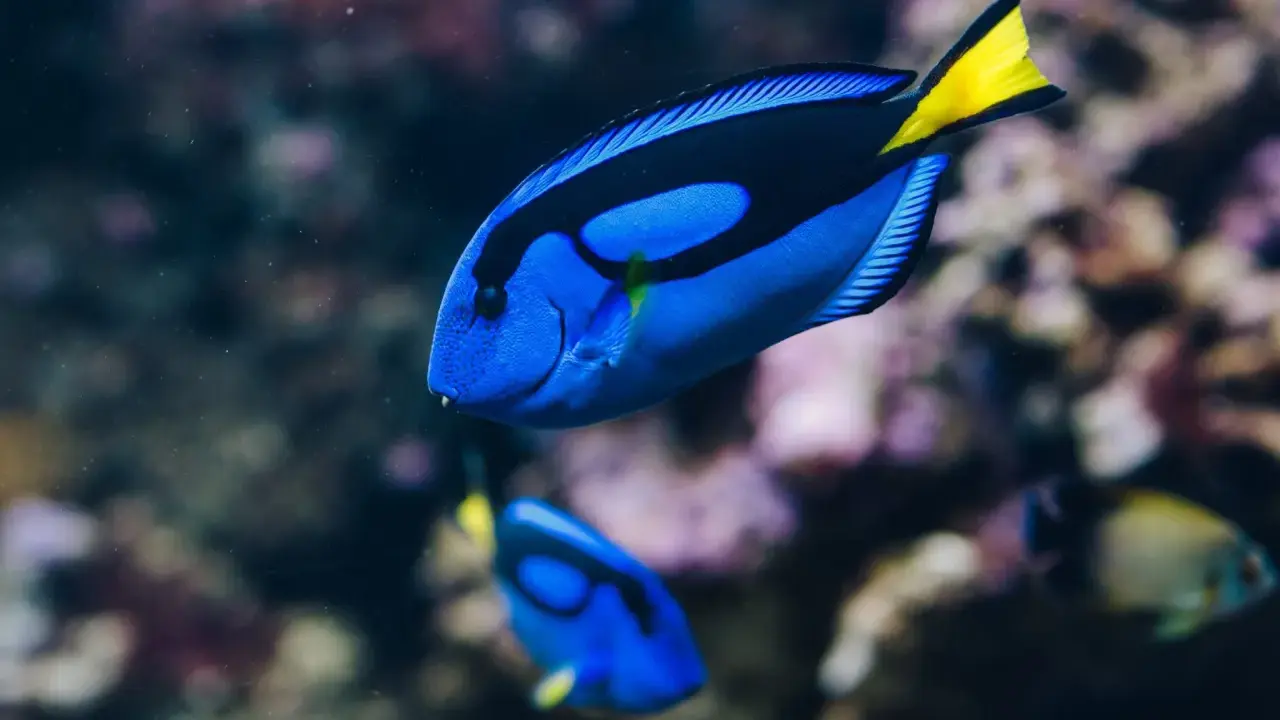 Dory, jaka to ryba? To błękitny pokolec z żółtym ogonem, pływający w akwarium.