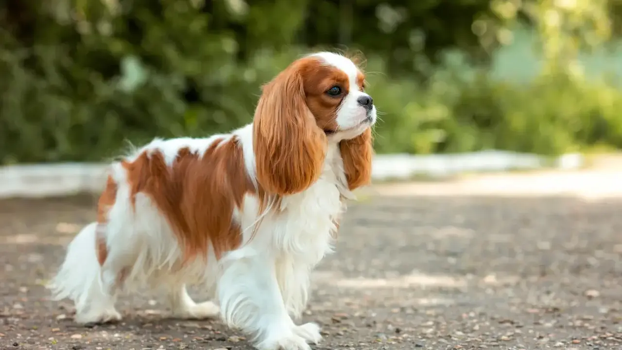 Uroczy king charles spaniel a cavalier, o rudych i białych łapkach, stoi na ścieżce wśród zieleni.