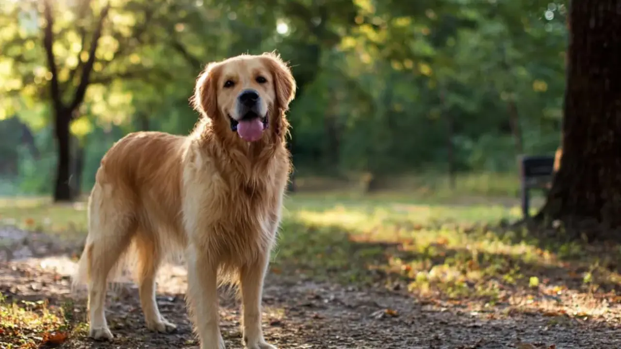 Golden retriever usposobienie: radosny piesek w parku, z językiem na wierzchu, cieszy się słońcem.
