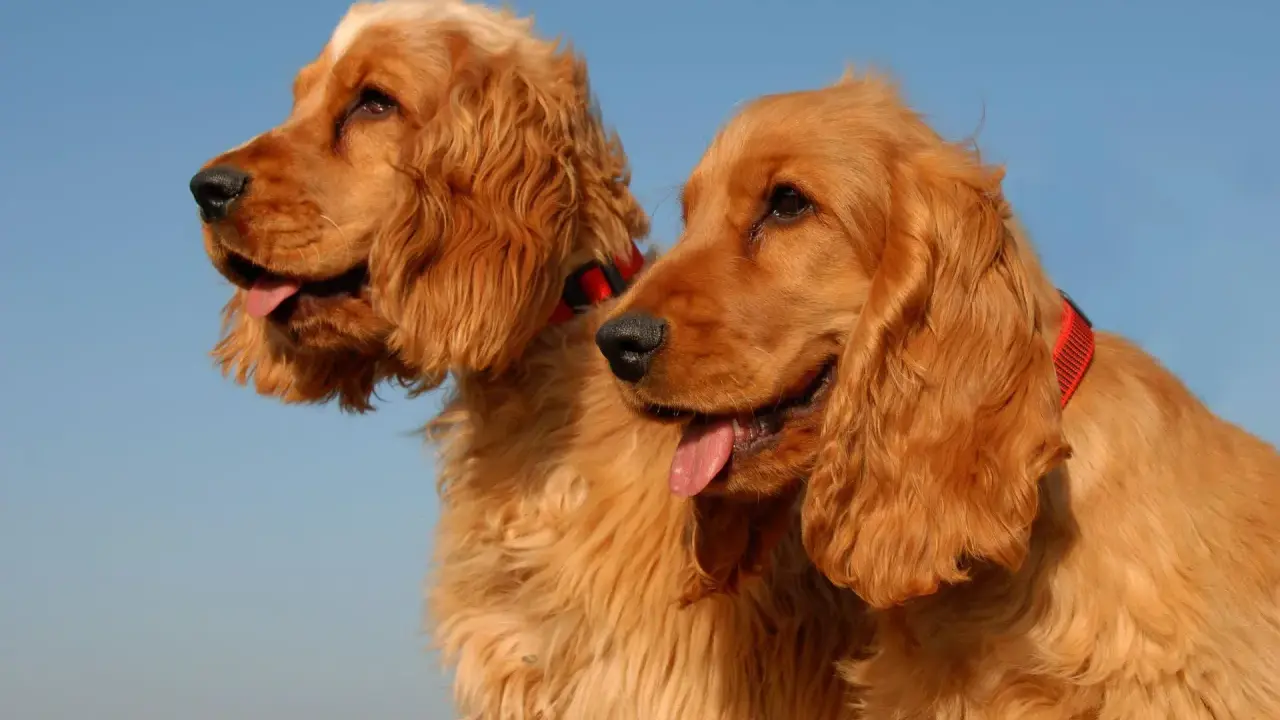 Dwa urocze psy rasy cocker spaniel z rudym futrem i długimi uszami, patrzące w bok na tle błękitnego nieba.