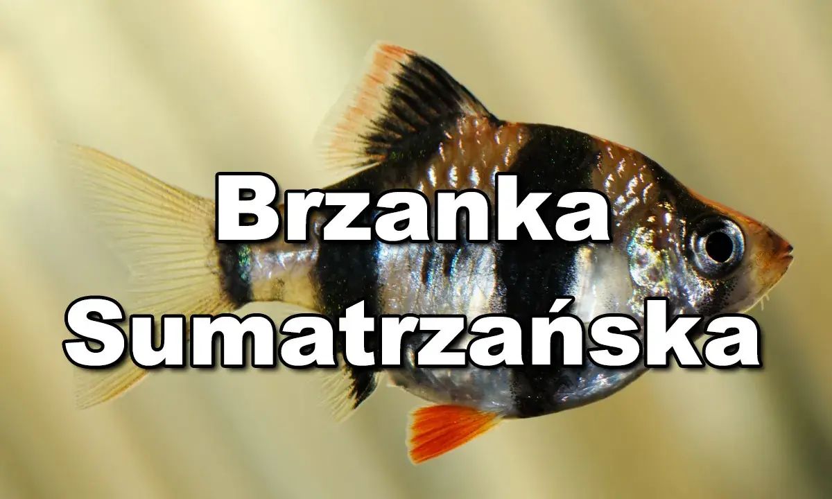 Brzanka sumatrzańska, popularna ryba akwariowa, z charakterystycznymi czarno-białymi pasami i pomarańczową płetwą.