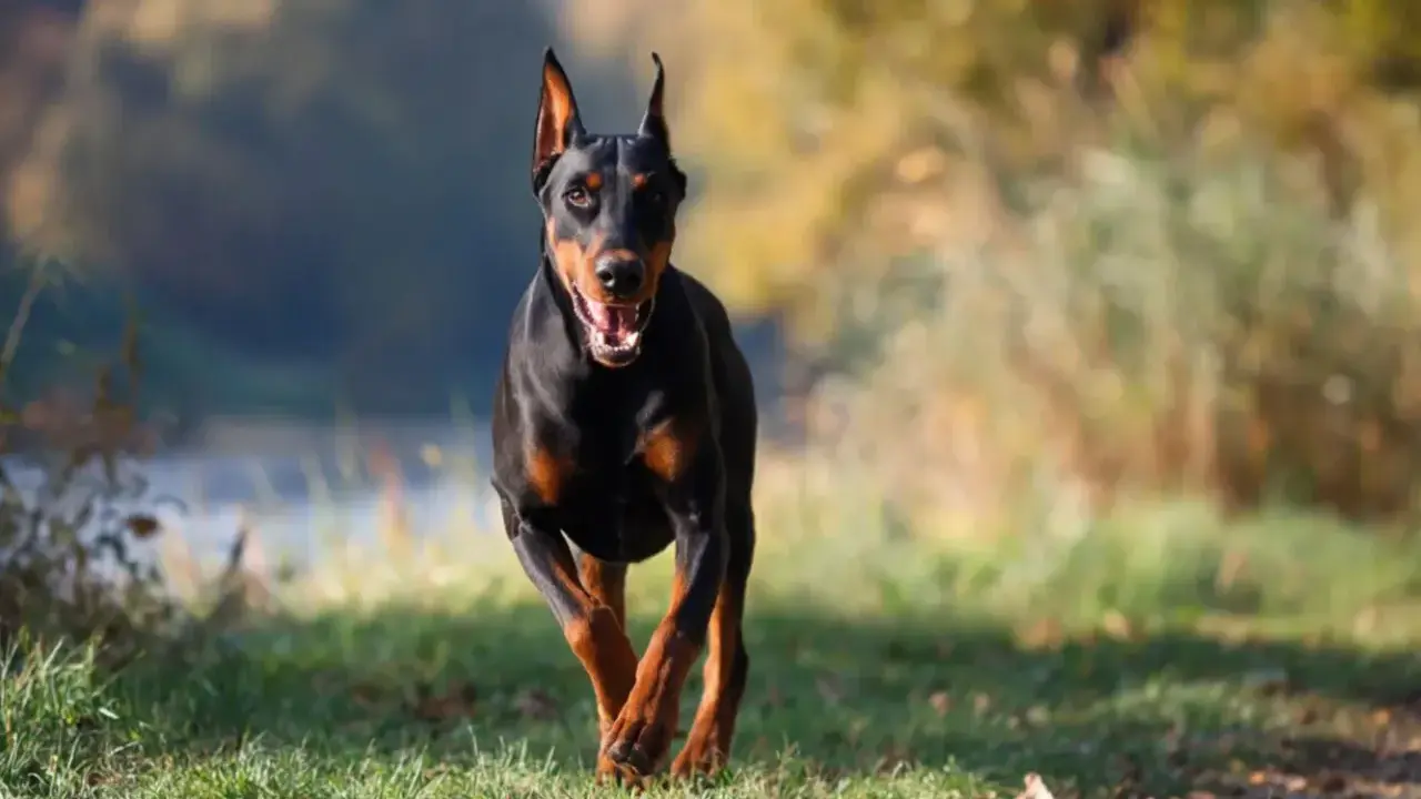 Czarny doberman biegnie przez trawiasty teren. Zastanawiasz się, ile żyje doberman?