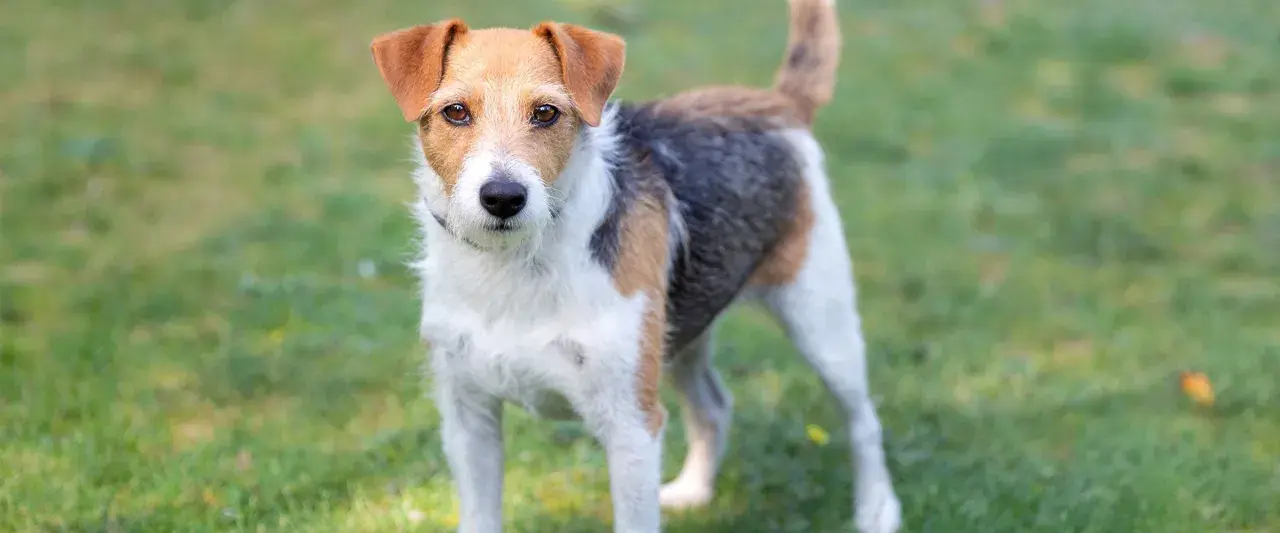 Parson Russell Terrier o trójkolorowym umaszczeniu stoi na zielonej trawie, gotowy do zabawy.
