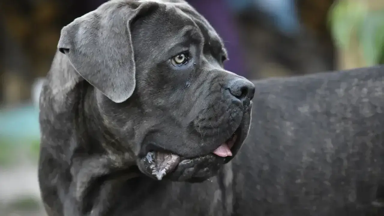 Potężny pies rasy Cane Corso z charakterystycznym uściskiem szczęki, z językiem lekko wysuniętym.