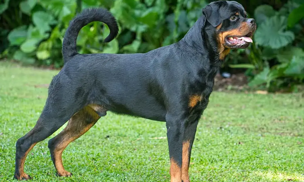 Potężny rottweiler z charakterystycznym czarnym umaszczeniem i rudymi znaczeniami, stoi na trawie.