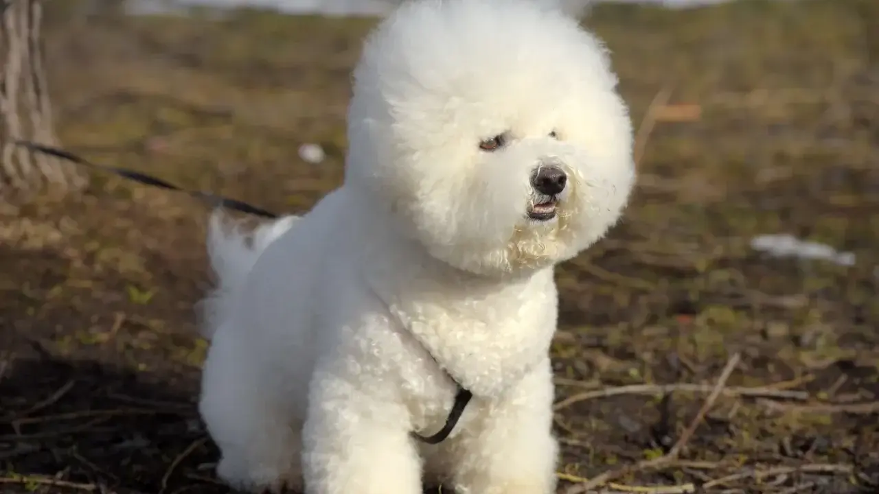Puszysty bichon frise siedzi na trawie, z puszystą głową i ciekawskim spojrzeniem.