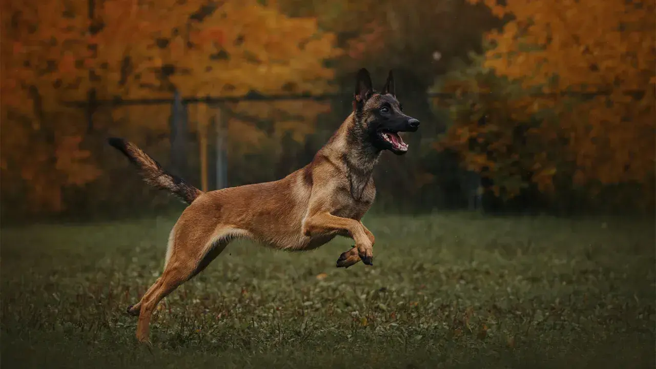 Owczarek belgijski malinois, pies policyjny, w skoku na tle jesiennych drzew.