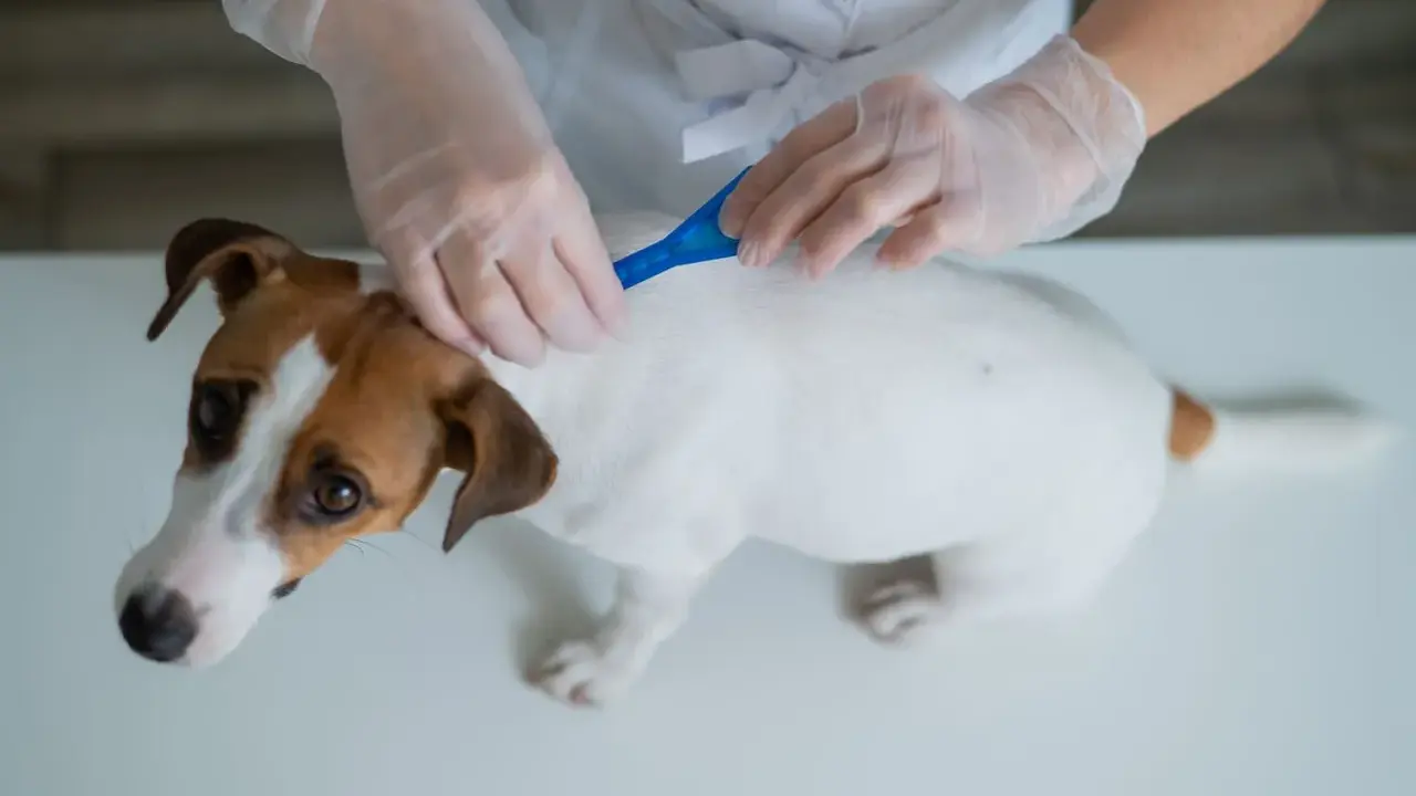 Weterynarz pokazuje, jak zaczipować psa. Biały piesek Jack Russell Terrier otrzymuje środek przeciwpasożytniczy.