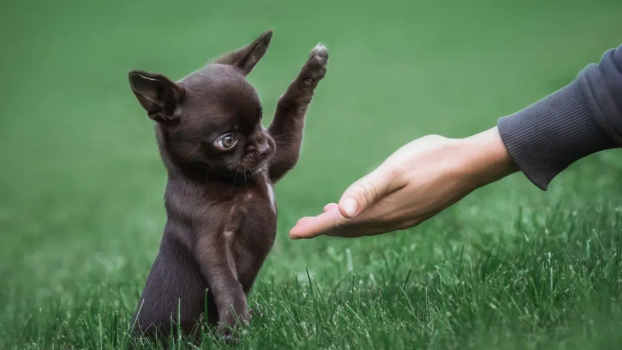 Mały, brązowy chihuahua podaje łapkę wyciągniętej dłoni. Widać, jak wygląda chihuahua – malutki piesek z wielkimi uszami.