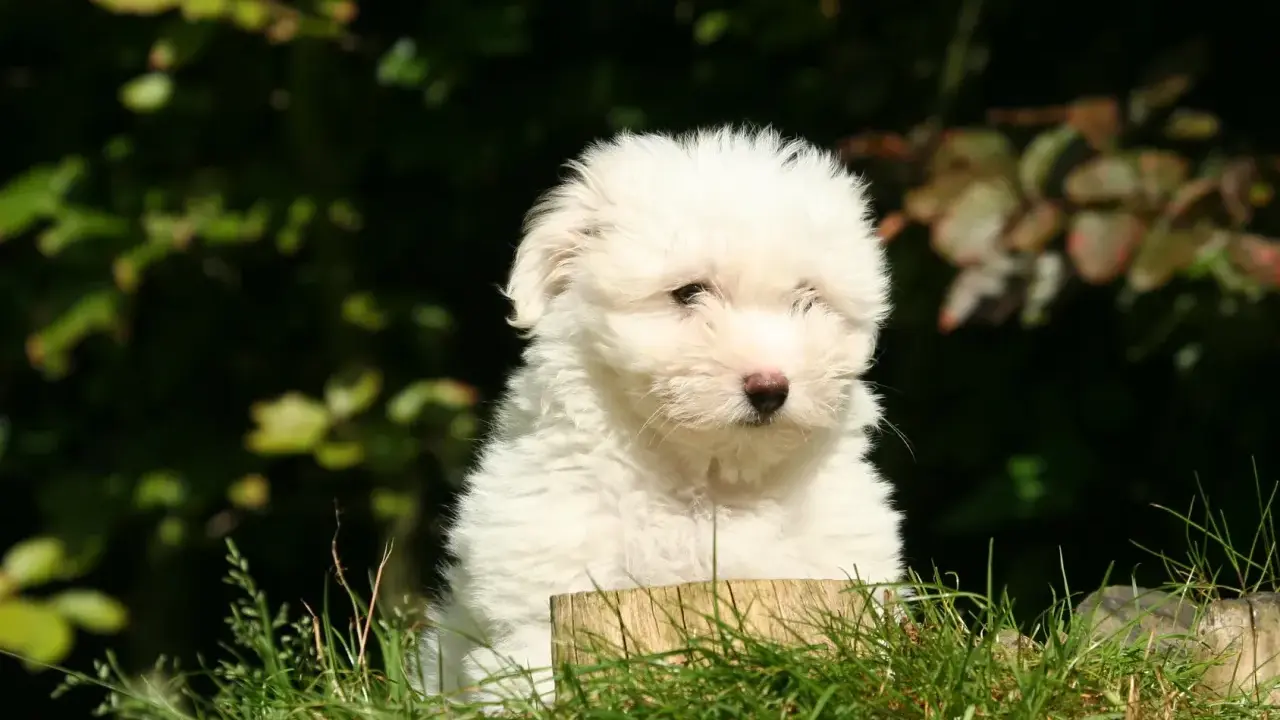 Uroczy szczeniak coton de tulear siedzi w trawie, z zaciekawieniem patrząc przed siebie.