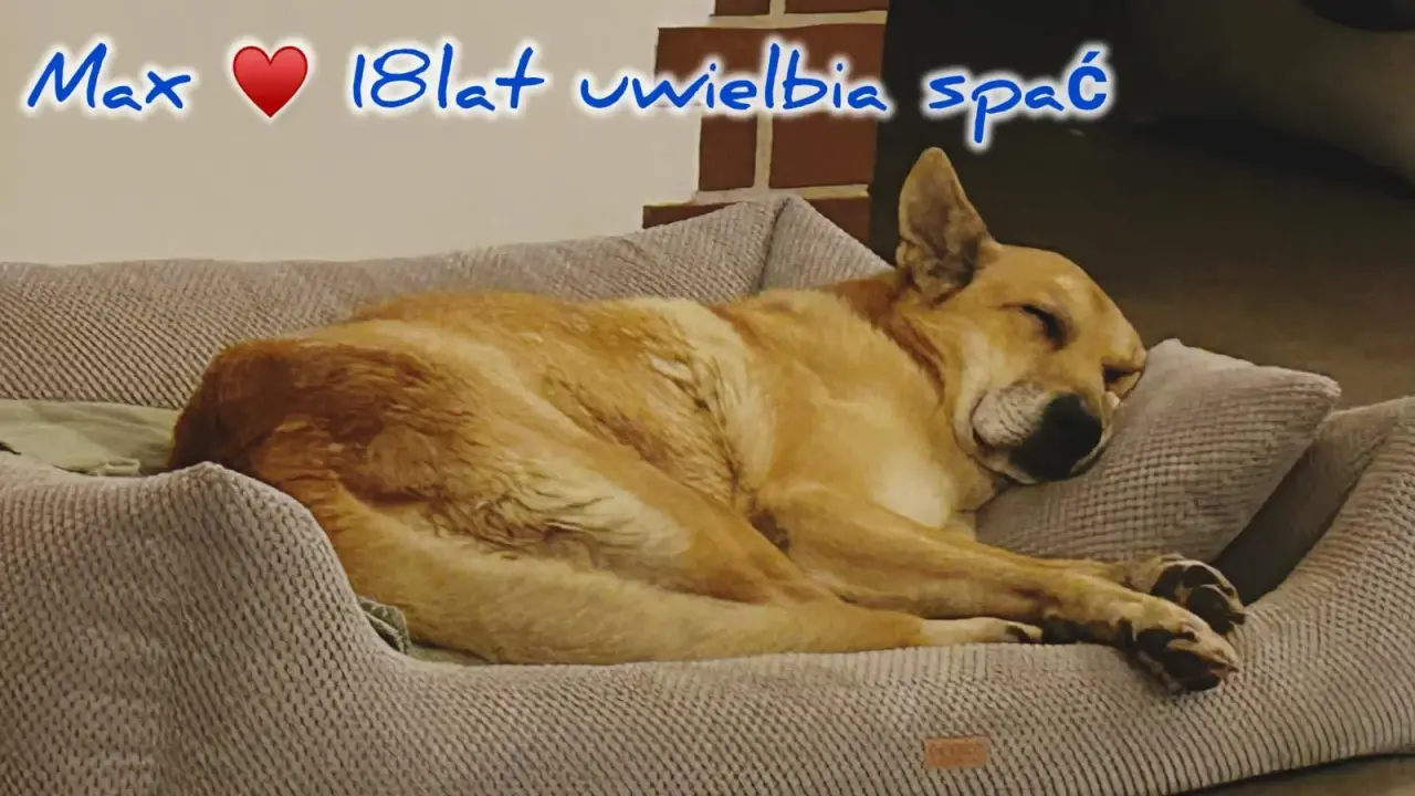 Max, 18-latek, uwielbia spać. Czy psy mają sny? Max pewnie śni o gonieniu wiewiórek.