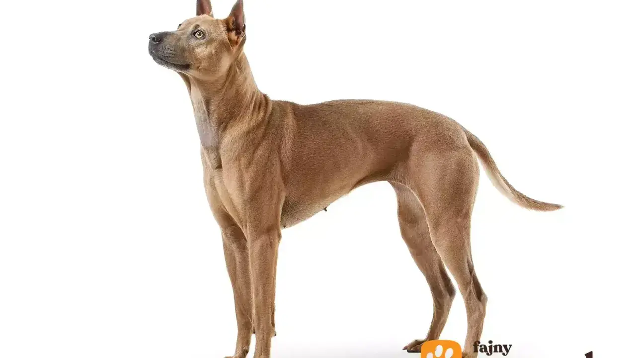 Elegancki pies rasy Thai Ridgeback, znany ze swojego niezależnego charakteru, prezentuje się dumnie na białym tle.