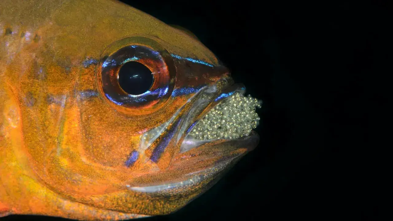Pomarańczowa rybka danio, z niebieskimi akcentami, ostrożnie nosi w pysku liczne jajeczka.