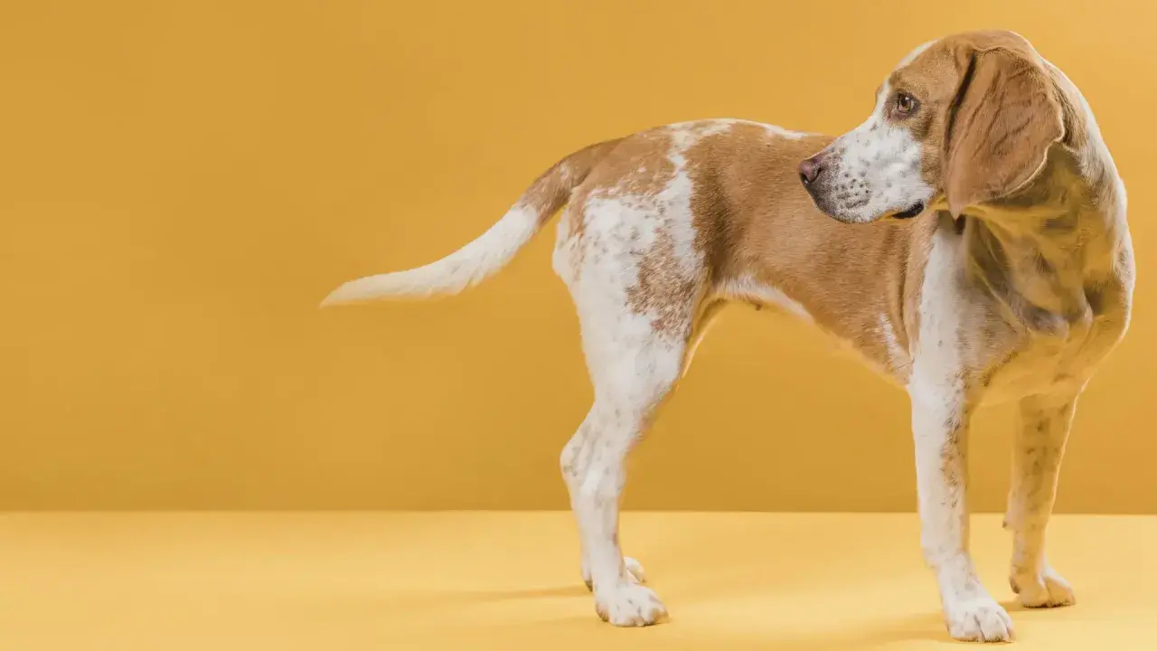 Pies beagle, z brązowo-białym umaszczeniem, zaciekle gryzie swój ogon na żółtym tle.