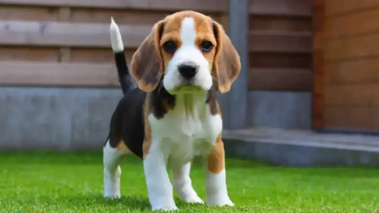 Uroczy szczeniak beagle, idealny pies dla dzieci, stoi na zielonej trawie.