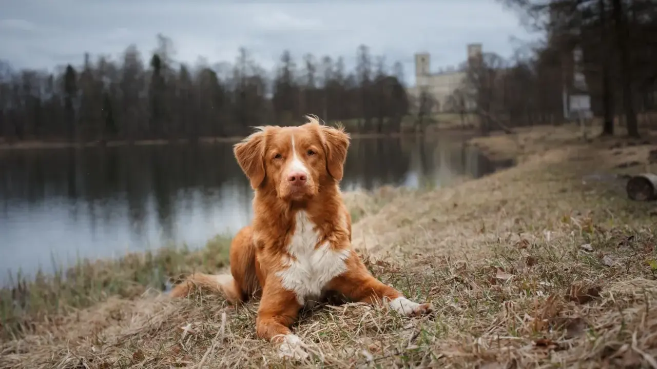 Rudy pies rasy Nova Scotia Duck Tolling Retriever leży na trawie nad jeziorem. W tle widać drzewa i budynek.