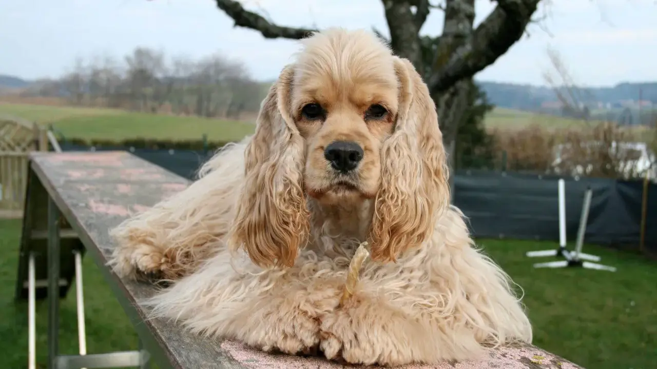 Uroczy cocker spaniel pies z długimi uszami leży na drewnianej kładce, gryząc przysmak.