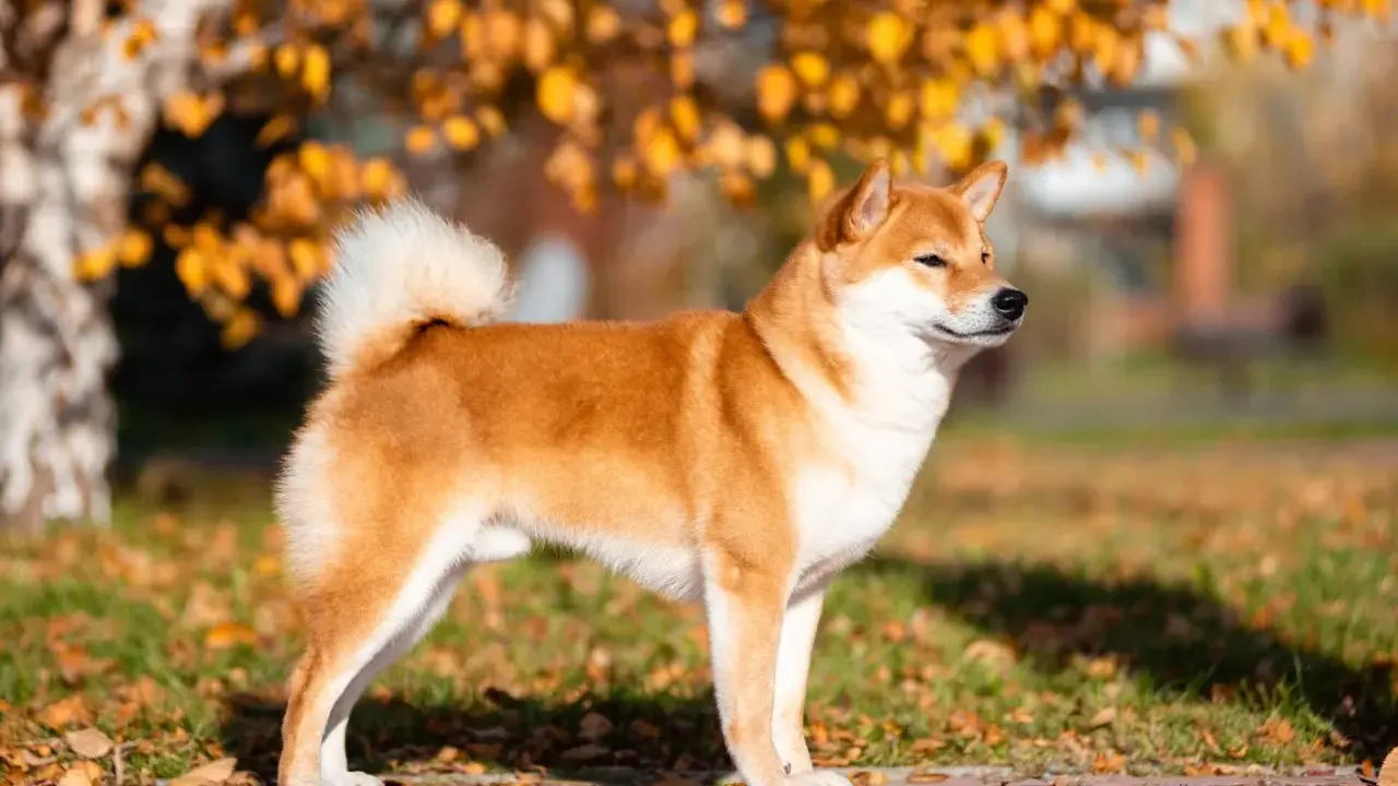 Rudy shiba inu o zgrabnej sylwetce, idealny do spacerów. Jego wielkość jest idealna dla miłośników małych i średnich psów.
