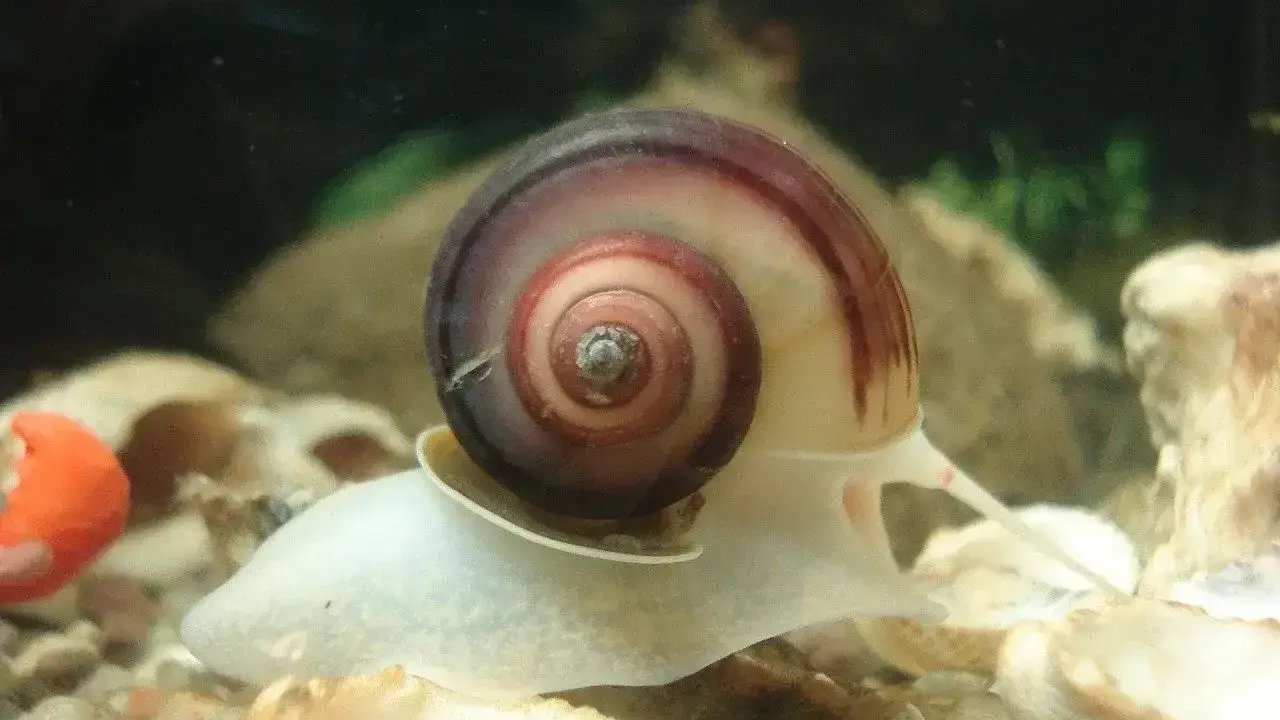 Ślimak z muszlą w spirali, przygotowuje się do rozmnażania.