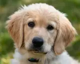 Uroczy szczeniak golden retriever z bujnymi, złotymi włosami, patrzący w obiektyw.