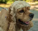 Uroczy cocker spaniel cavalier z długimi, falującymi uszami i błyszczącymi oczami, gotowy na spacer.
