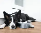 Smutny border collie krótkowłosy leży obok pustej miski, czekając na jedzenie.